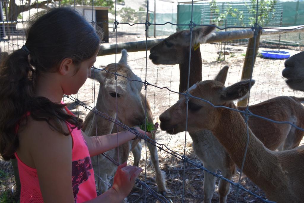 קייפ ג'רביס Morella Farmstay מראה חיצוני תמונה