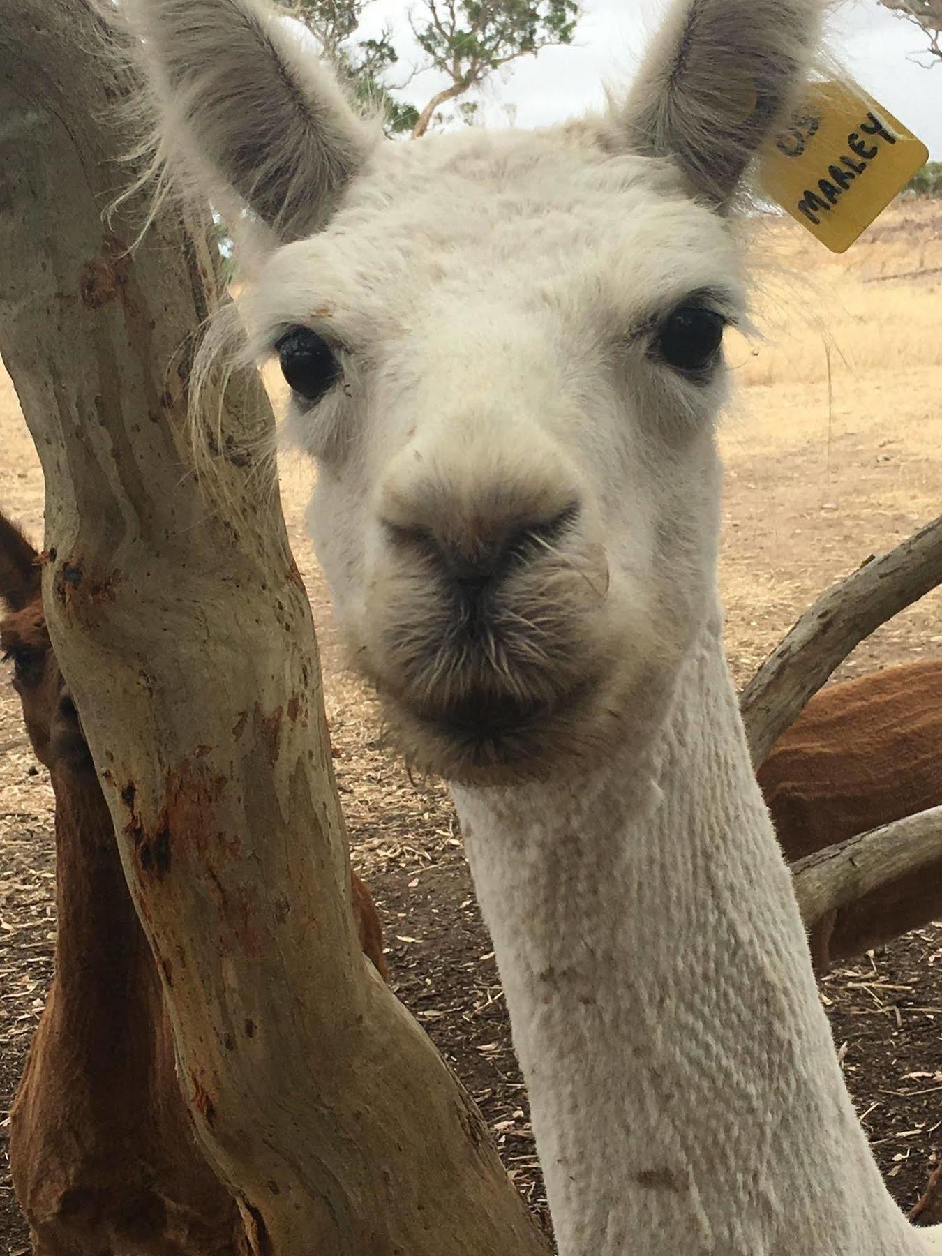 קייפ ג'רביס Morella Farmstay מראה חיצוני תמונה