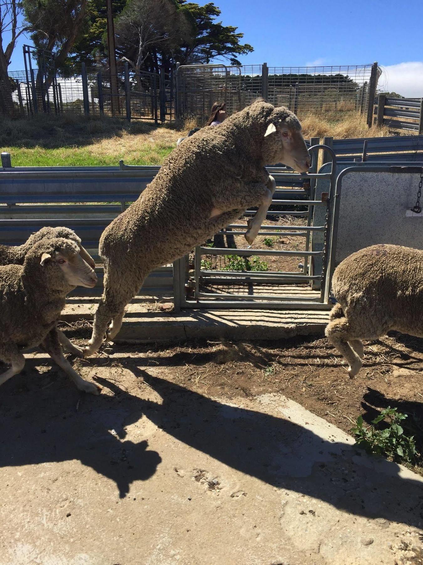 קייפ ג'רביס Morella Farmstay מראה חיצוני תמונה